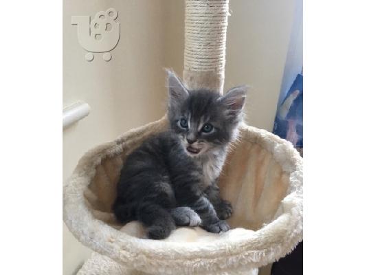 Maine Coon γατάκια προς πώληση